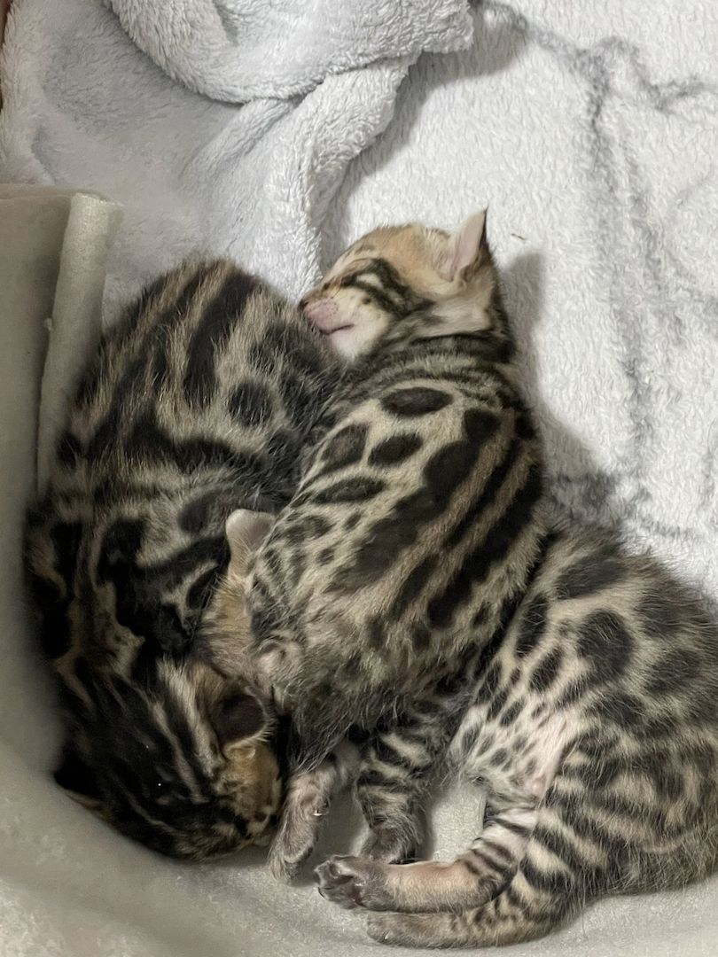 Reinrassige Bengalkitten