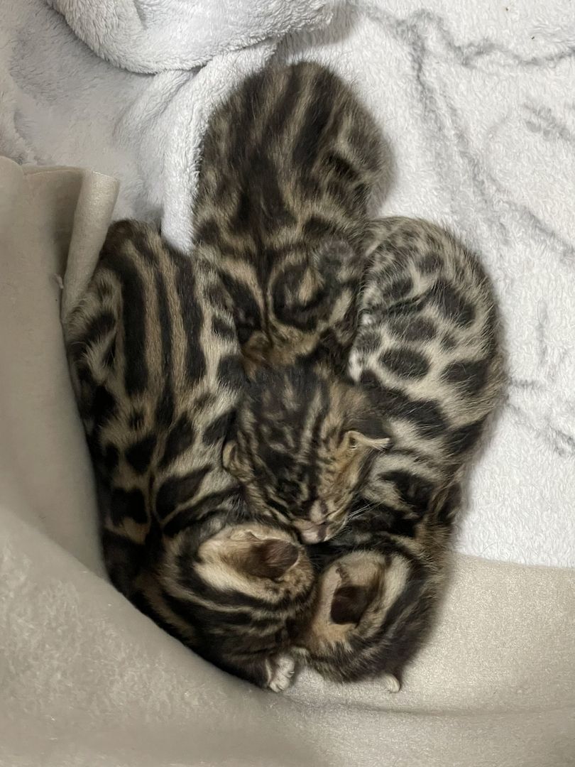 Reinrassige Bengalkitten