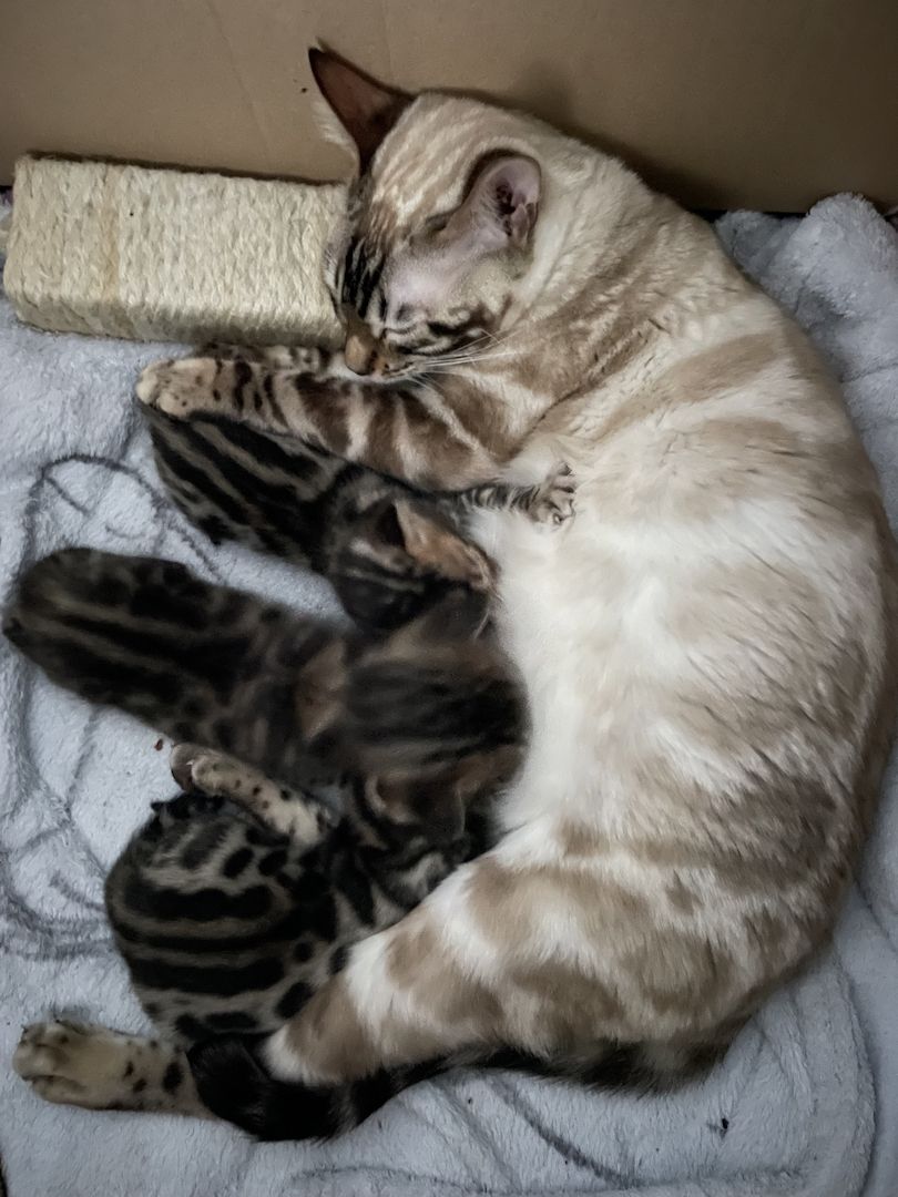 Reinrassige Bengalkitten