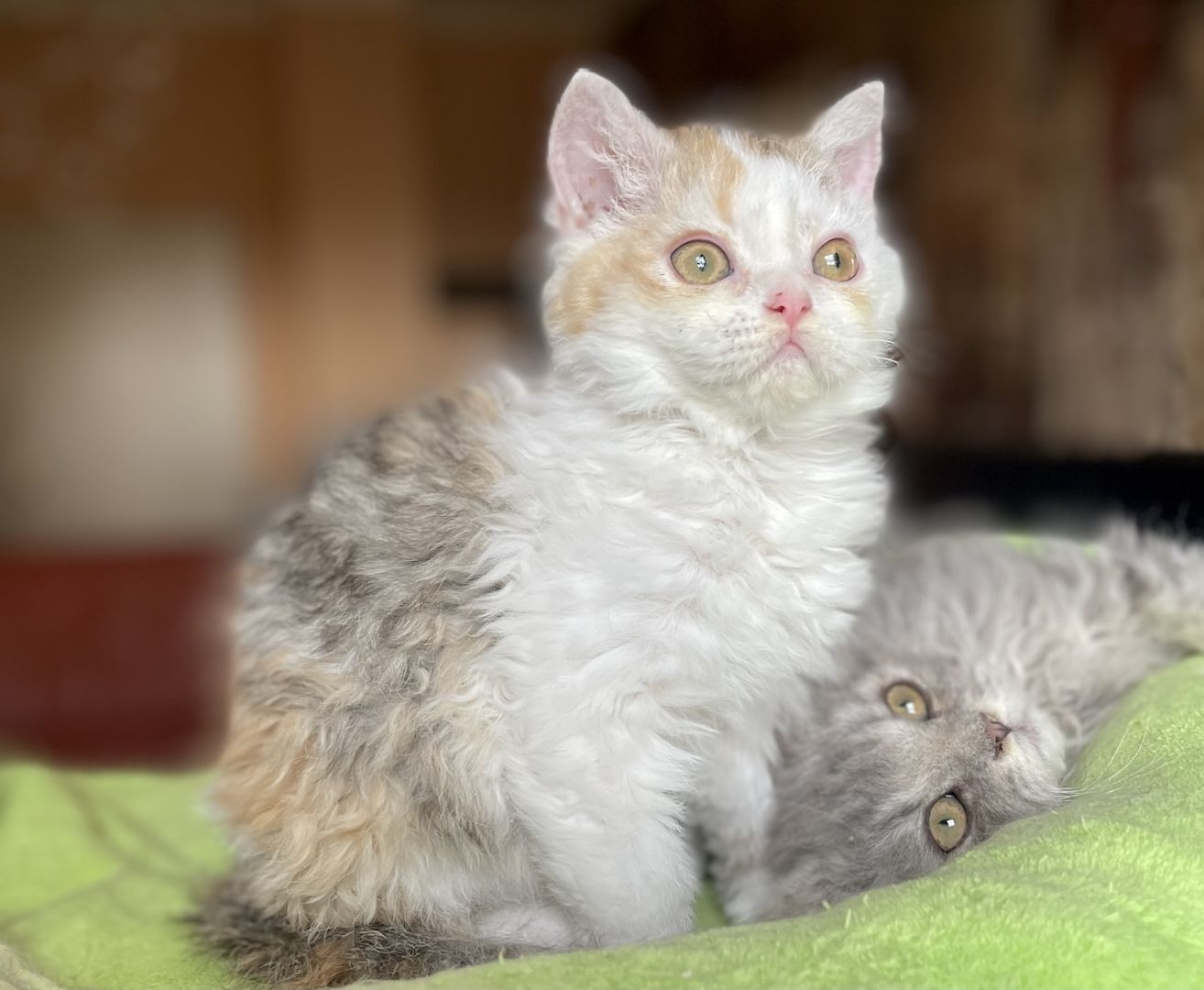 Wir haben Kitten ab sofort abzugeben!