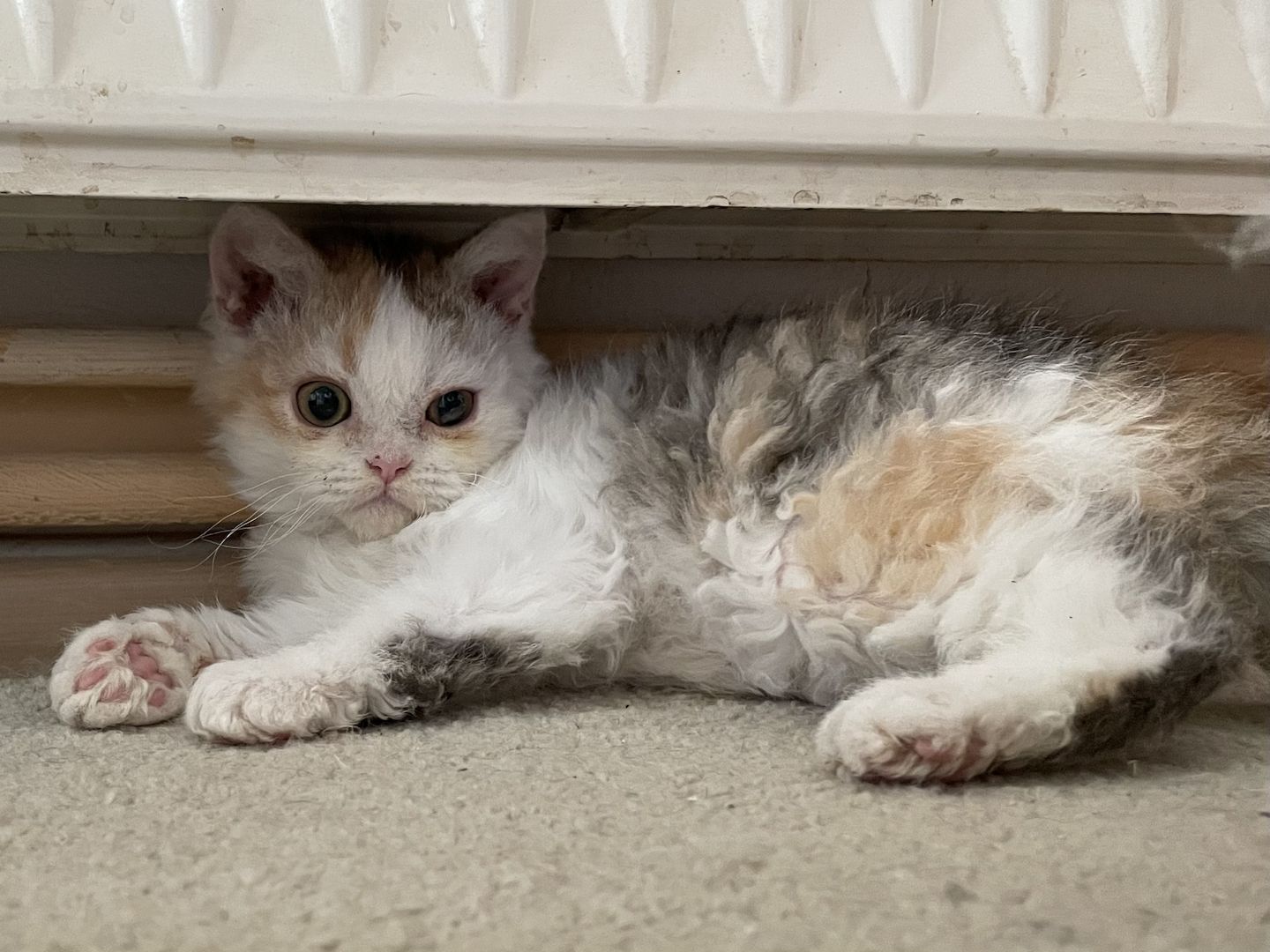 Wir haben Kitten ab sofort abzugeben!