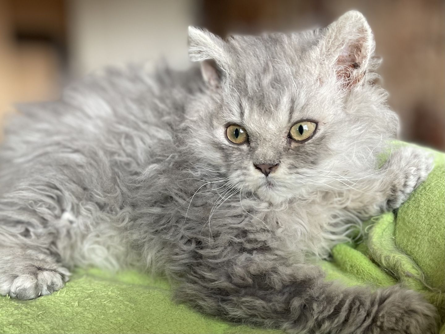 Wir haben Kitten ab sofort abzugeben!