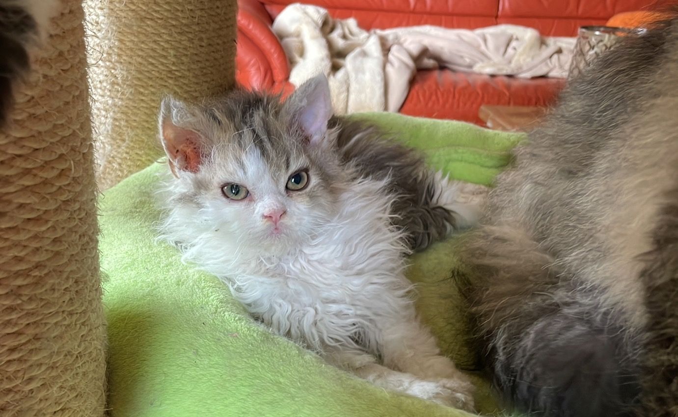 Wir haben Kitten ab sofort abzugeben!