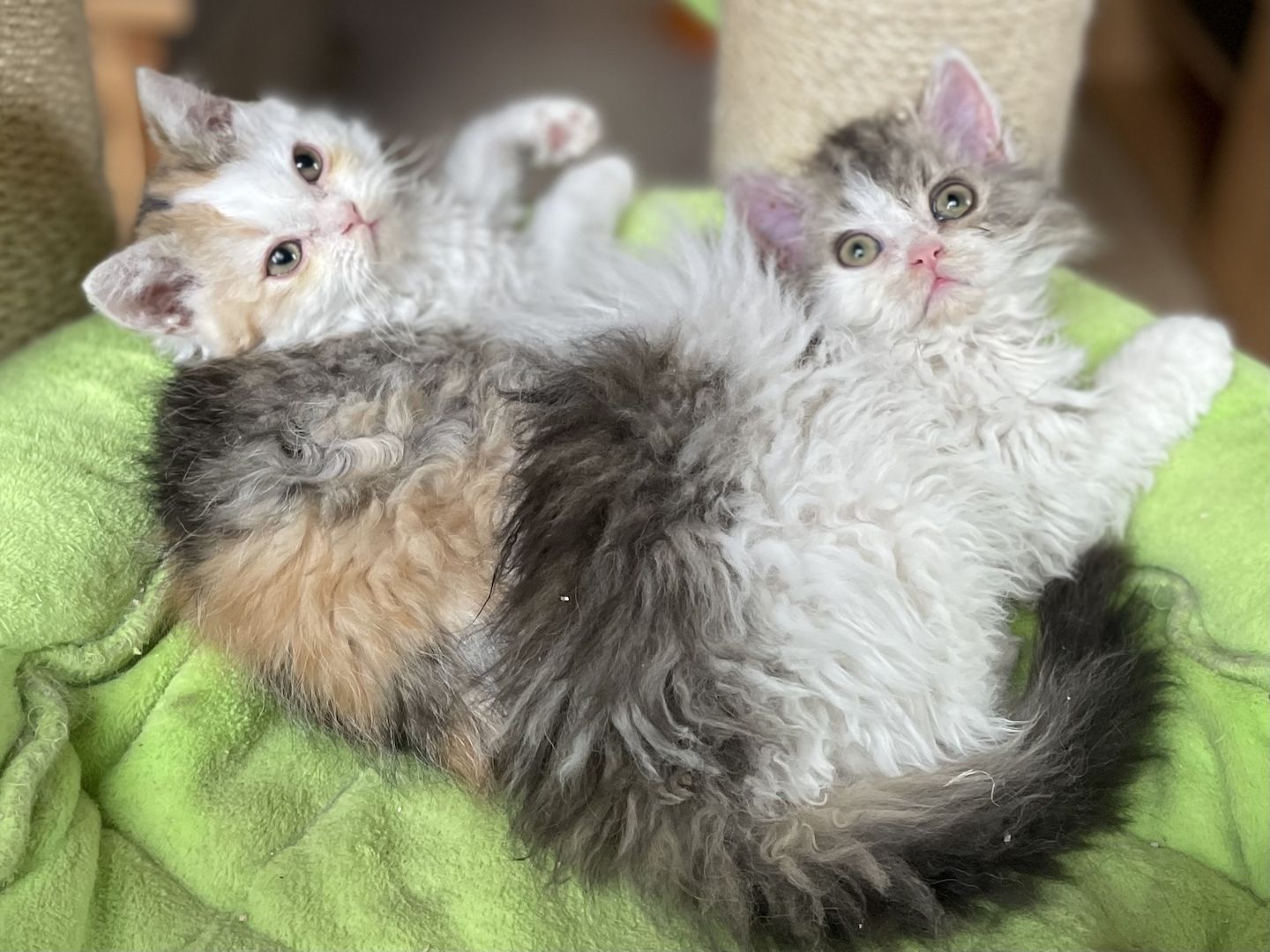 Wir haben Kitten ab sofort abzugeben!