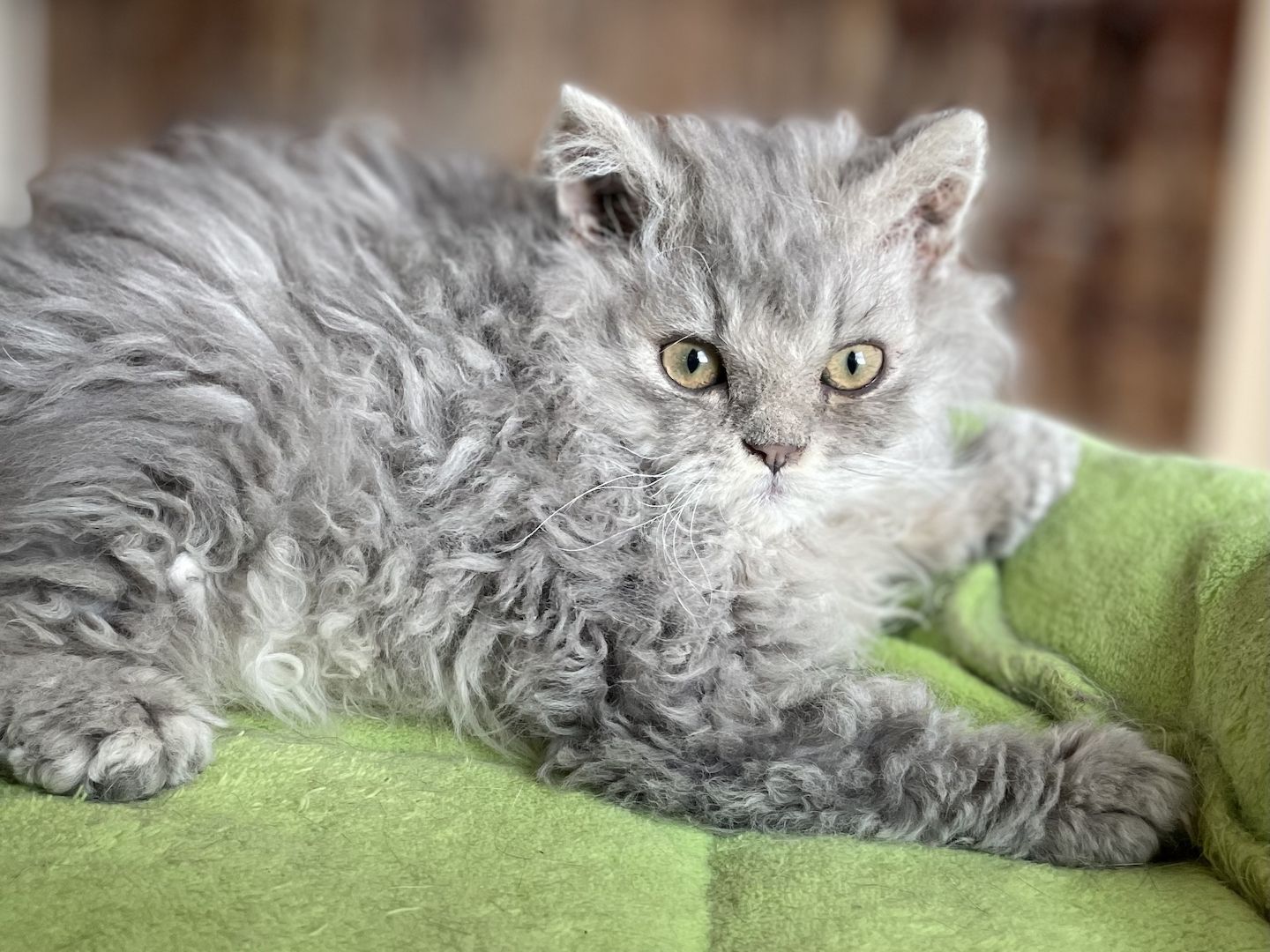 Wir haben Kitten ab sofort abzugeben!