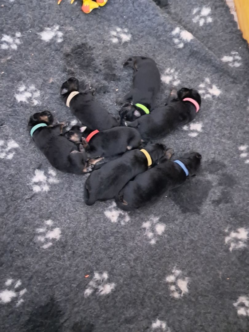 Altdeutscher Schäferhund Welpen mit geraden Rücken DDR Linie Altdeutscher Schäferhund Welpen mit geraden Rücken DDR Linie