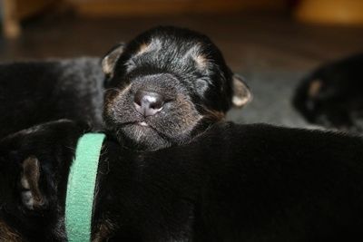 Altdeutscher Schäferhund Welpen mit geraden Rücken DDR Linie Altdeutscher Schäferhund Welpen mit geraden Rücken DDR Linie