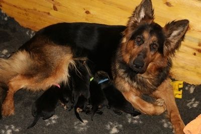 Altdeutscher Schäferhund Welpen mit geraden Rücken DDR Linie Altdeutscher Schäferhund Welpen mit geraden Rücken DDR Linie