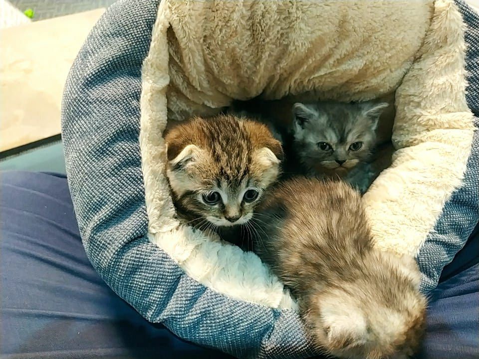 Katze sucht neues Haus