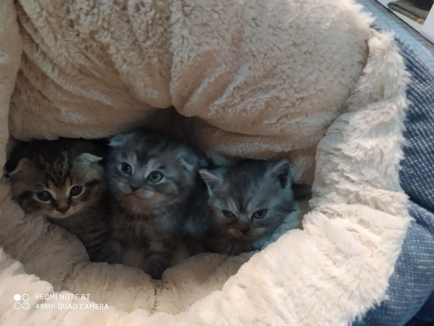 Katze sucht neues Haus