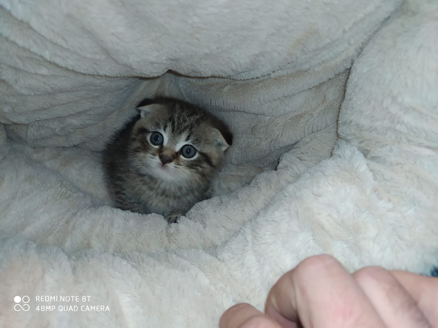 Katze sucht neues Haus