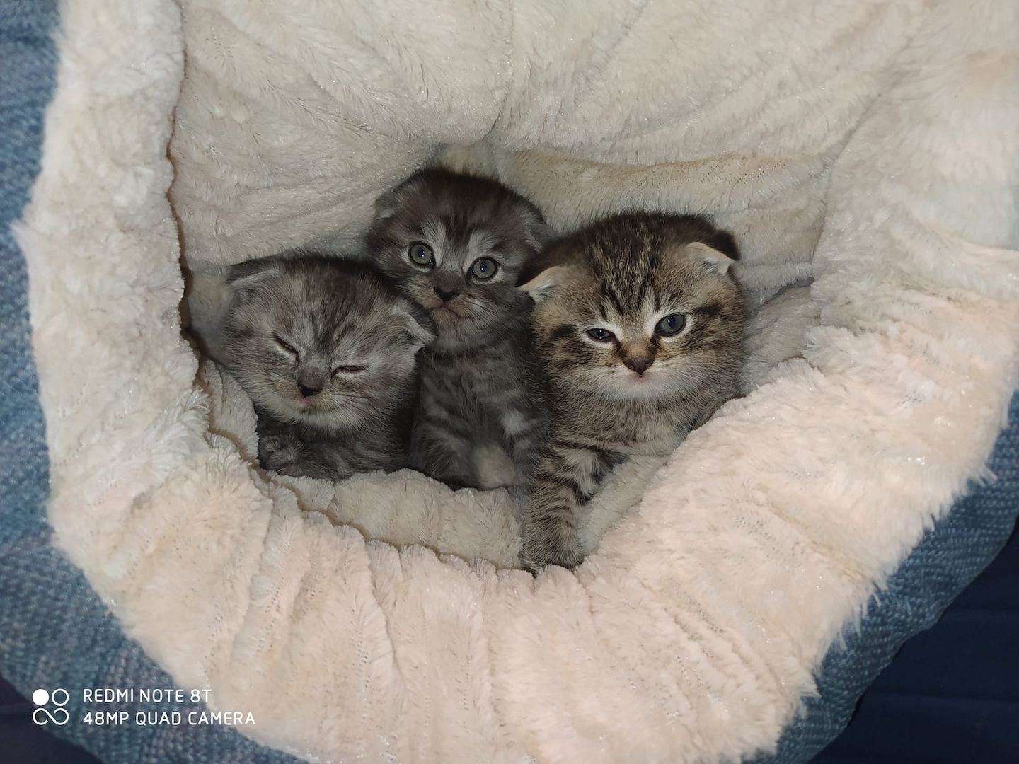 Katze sucht neues Haus