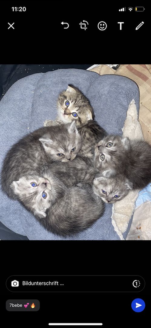 Katze sucht neues Haus