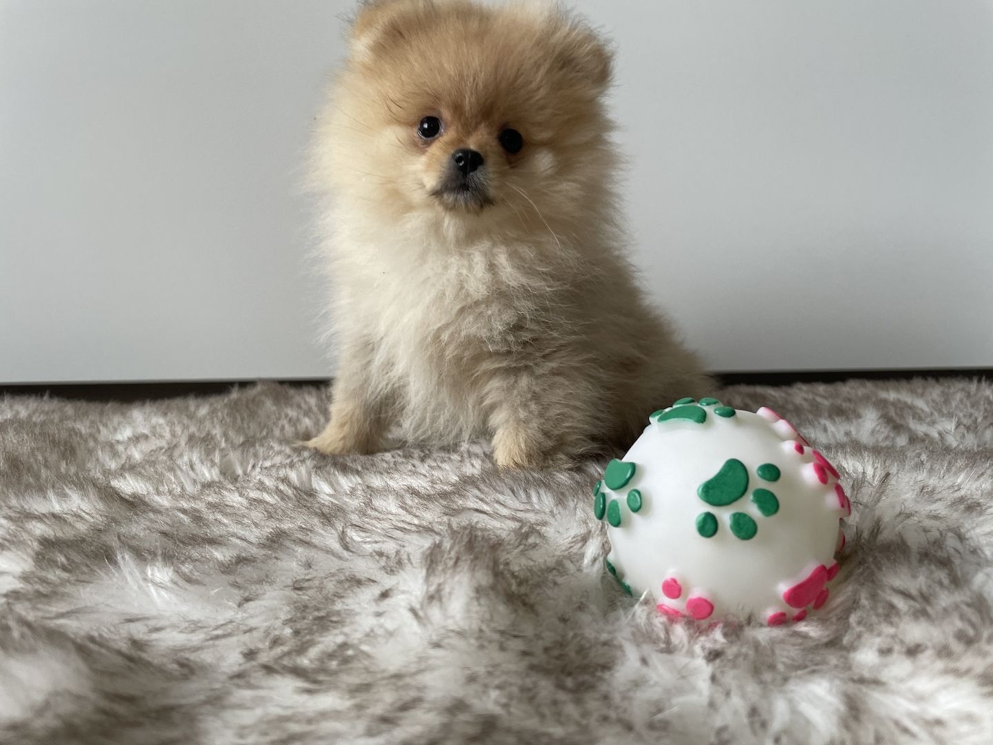 Pomeranian Welpen zu verkaufen