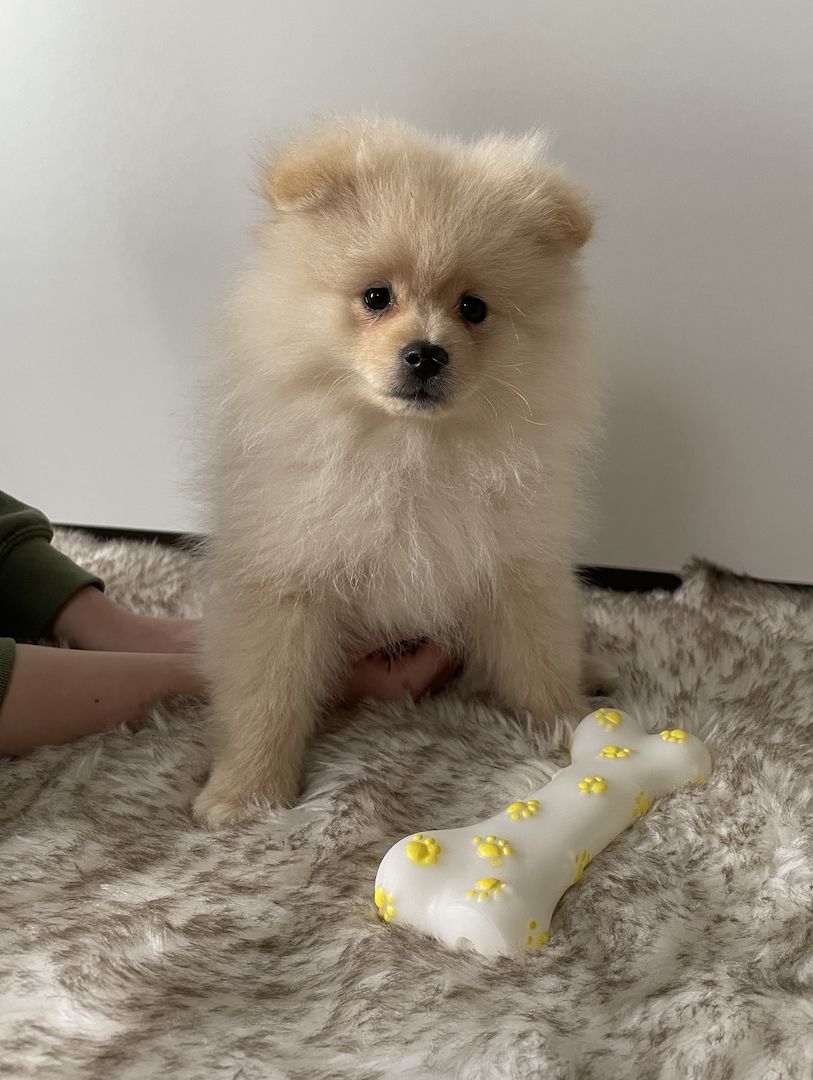Pomeranian Welpen zu verkaufen