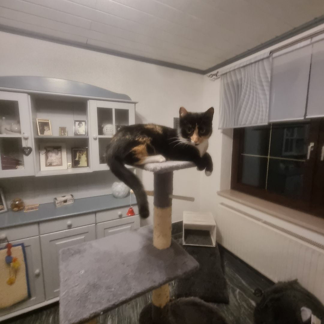 Süßes Glückskätzchen sucht neue kleine Familie Süßes Glückskätzchen sucht neue kleine Familie