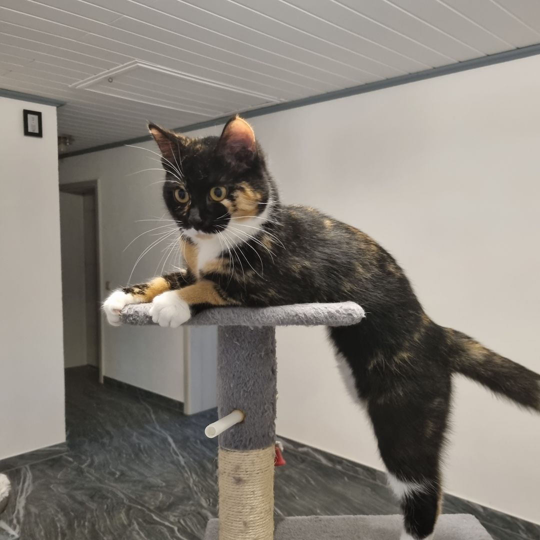 Süßes Glückskätzchen sucht neue kleine Familie Süßes Glückskätzchen sucht neue kleine Familie