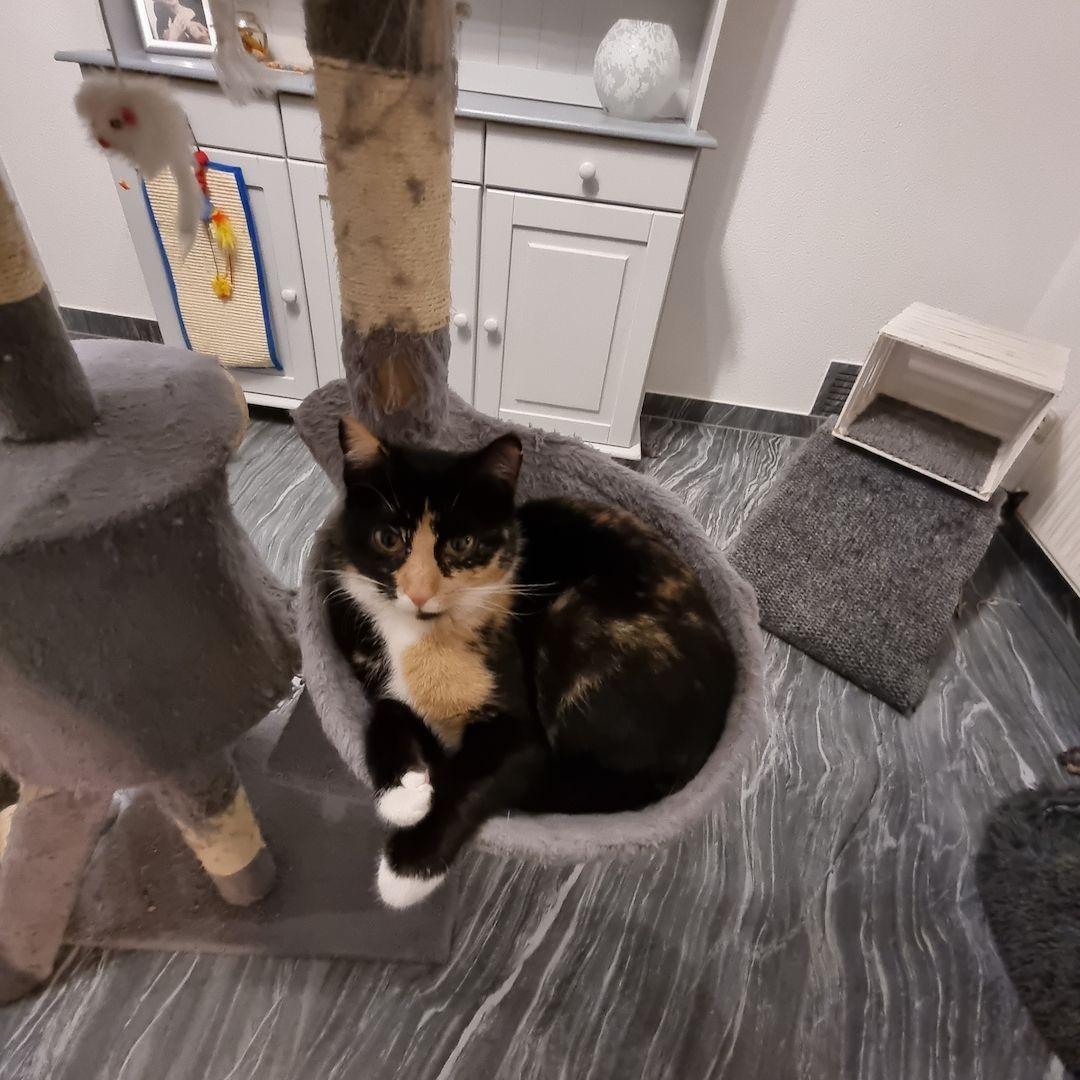 Süßes Glückskätzchen sucht neue kleine Familie Süßes Glückskätzchen sucht neue kleine Familie