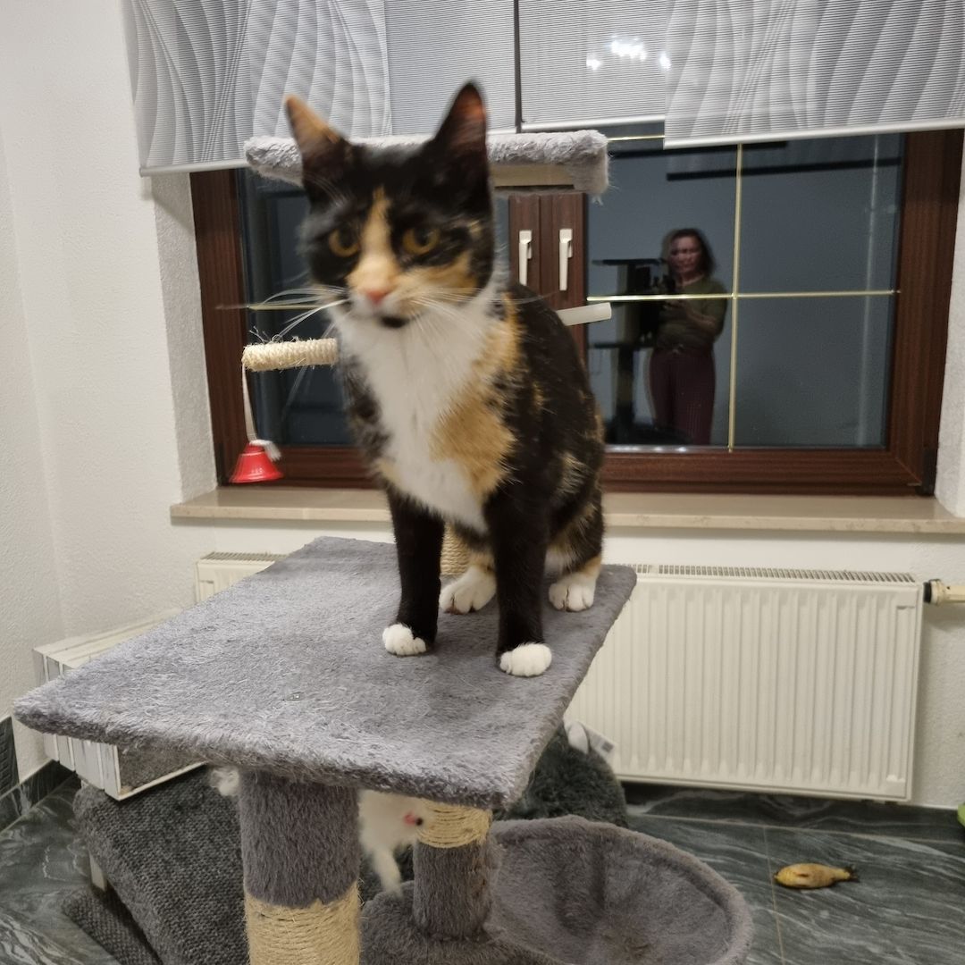 Süßes Glückskätzchen sucht neue kleine Familie Süßes Glückskätzchen sucht neue kleine Familie