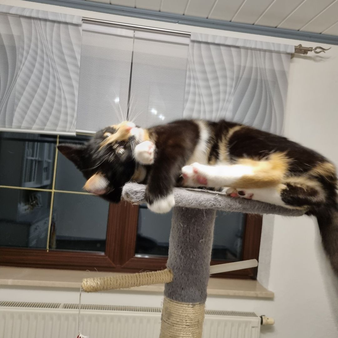 Süßes Glückskätzchen sucht neue kleine Familie Süßes Glückskätzchen sucht neue kleine Familie