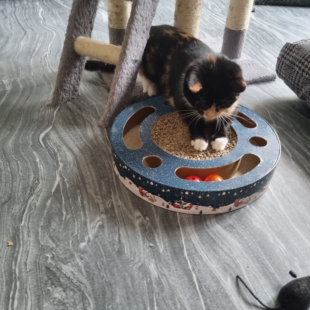 Süßes Glückskätzchen sucht neue kleine Familie Süßes Glückskätzchen sucht neue kleine Familie