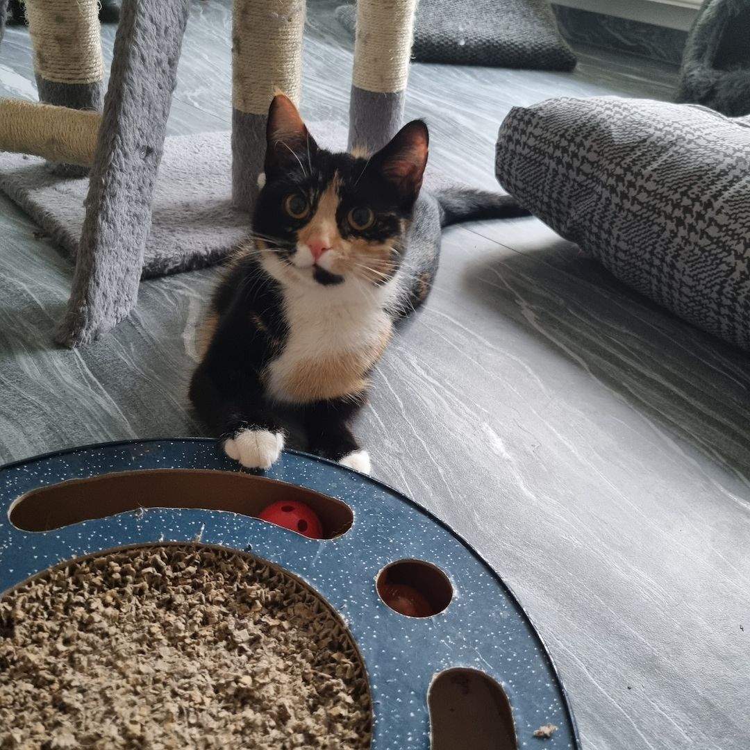 Süßes Glückskätzchen sucht neue kleine Familie Süßes Glückskätzchen sucht neue kleine Familie