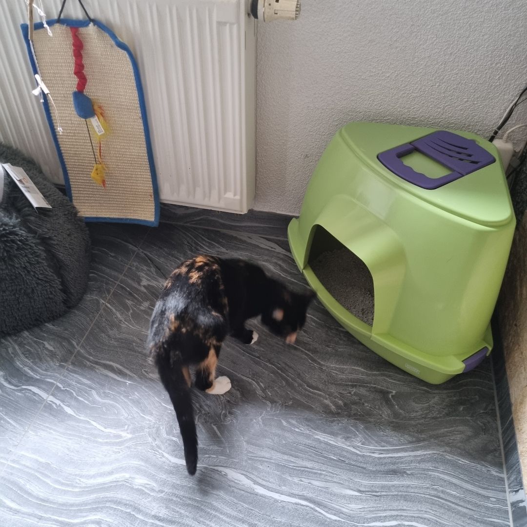 Süßes Glückskätzchen sucht neue kleine Familie Süßes Glückskätzchen sucht neue kleine Familie