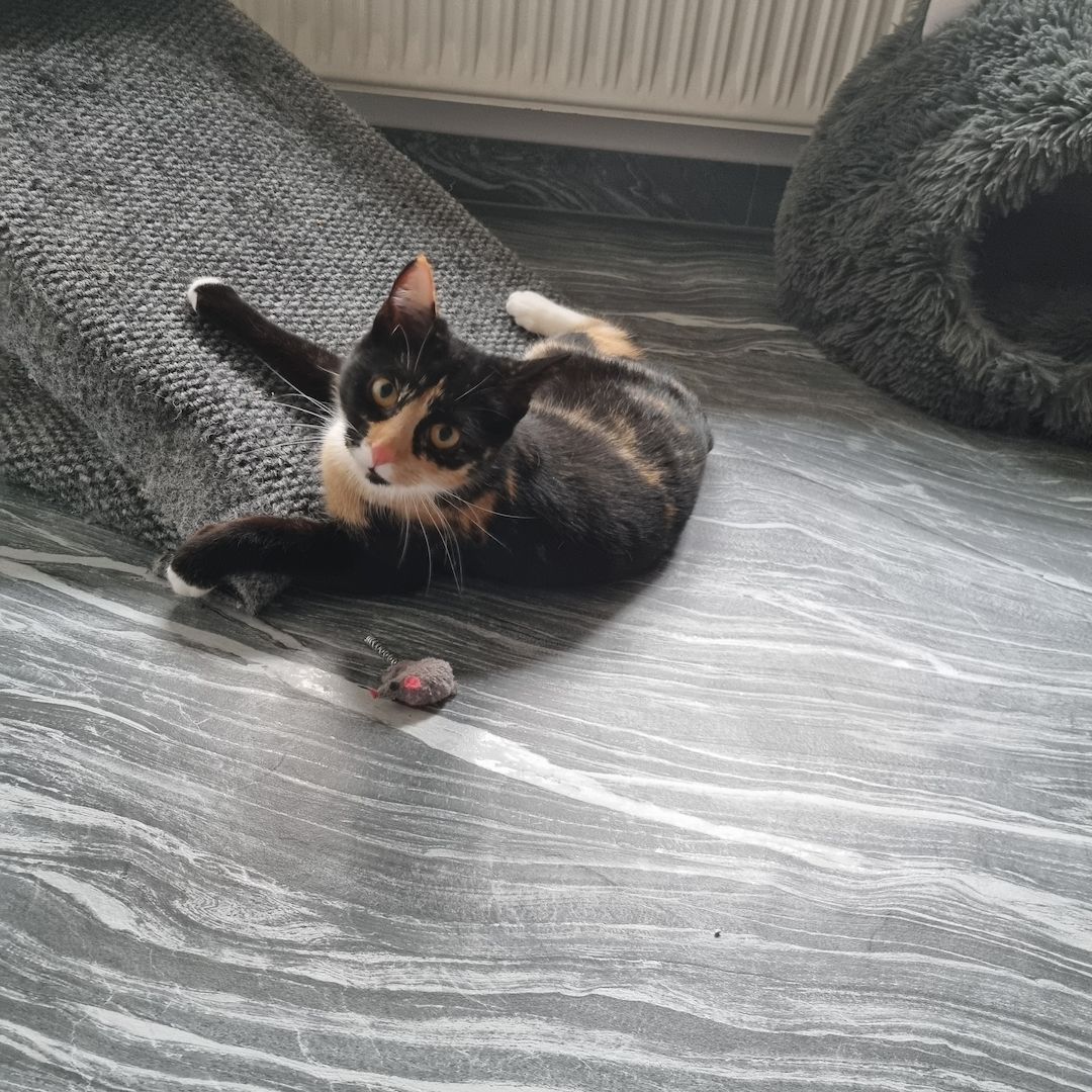 Süßes Glückskätzchen sucht neue kleine Familie Süßes Glückskätzchen sucht neue kleine Familie