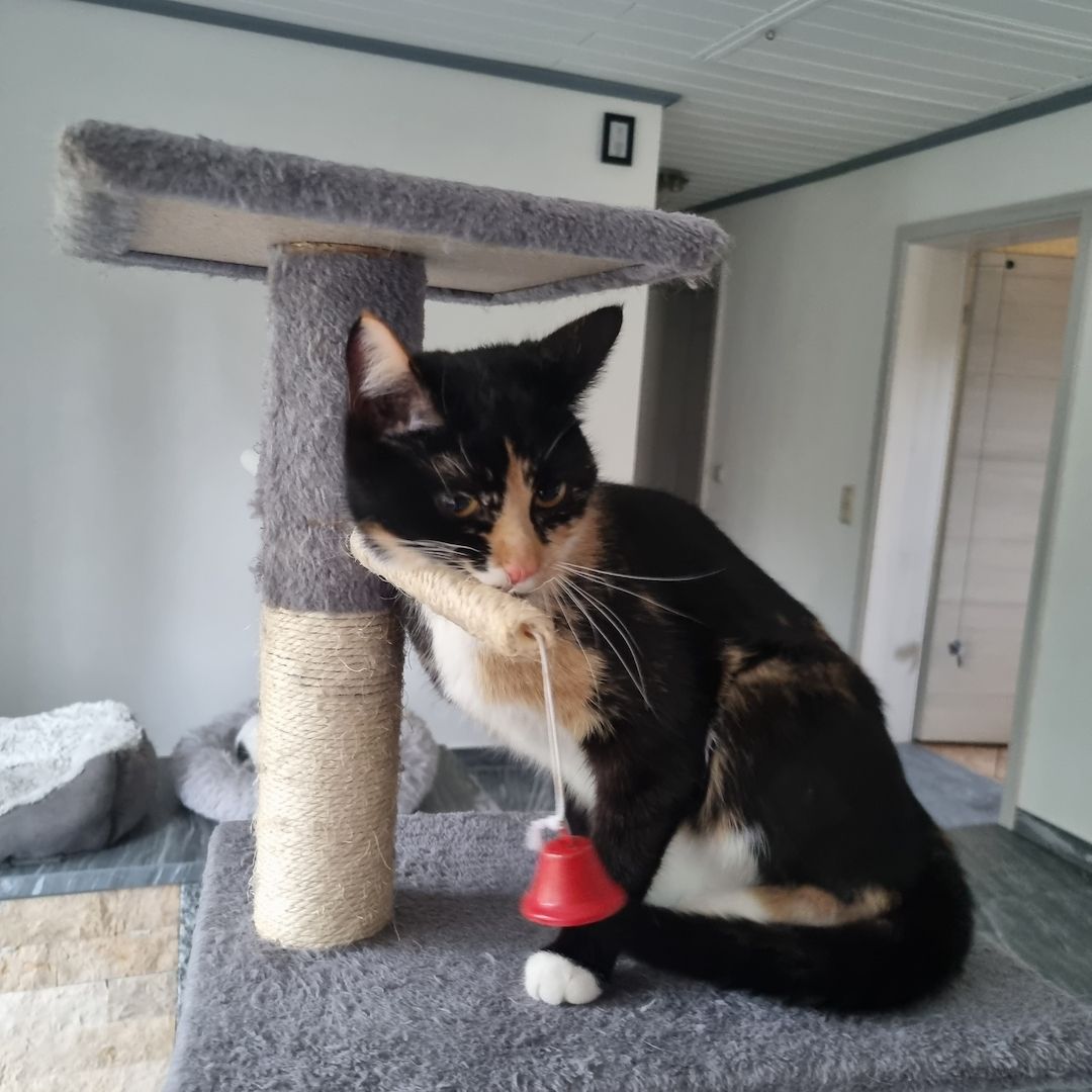 Süßes Glückskätzchen sucht neue kleine Familie Süßes Glückskätzchen sucht neue kleine Familie