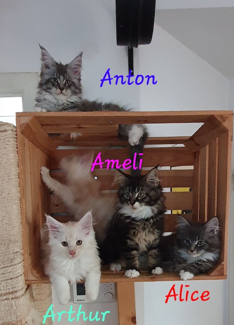 Maine Coon Maine Coon