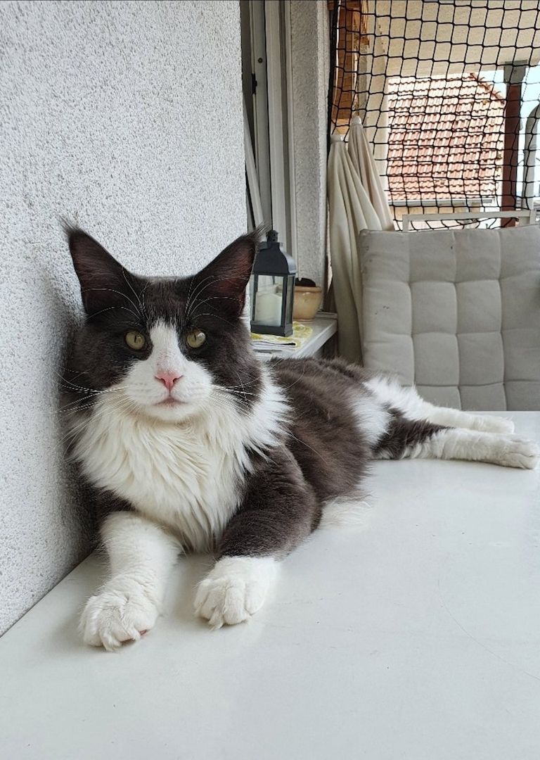 Maine Coon Maine Coon