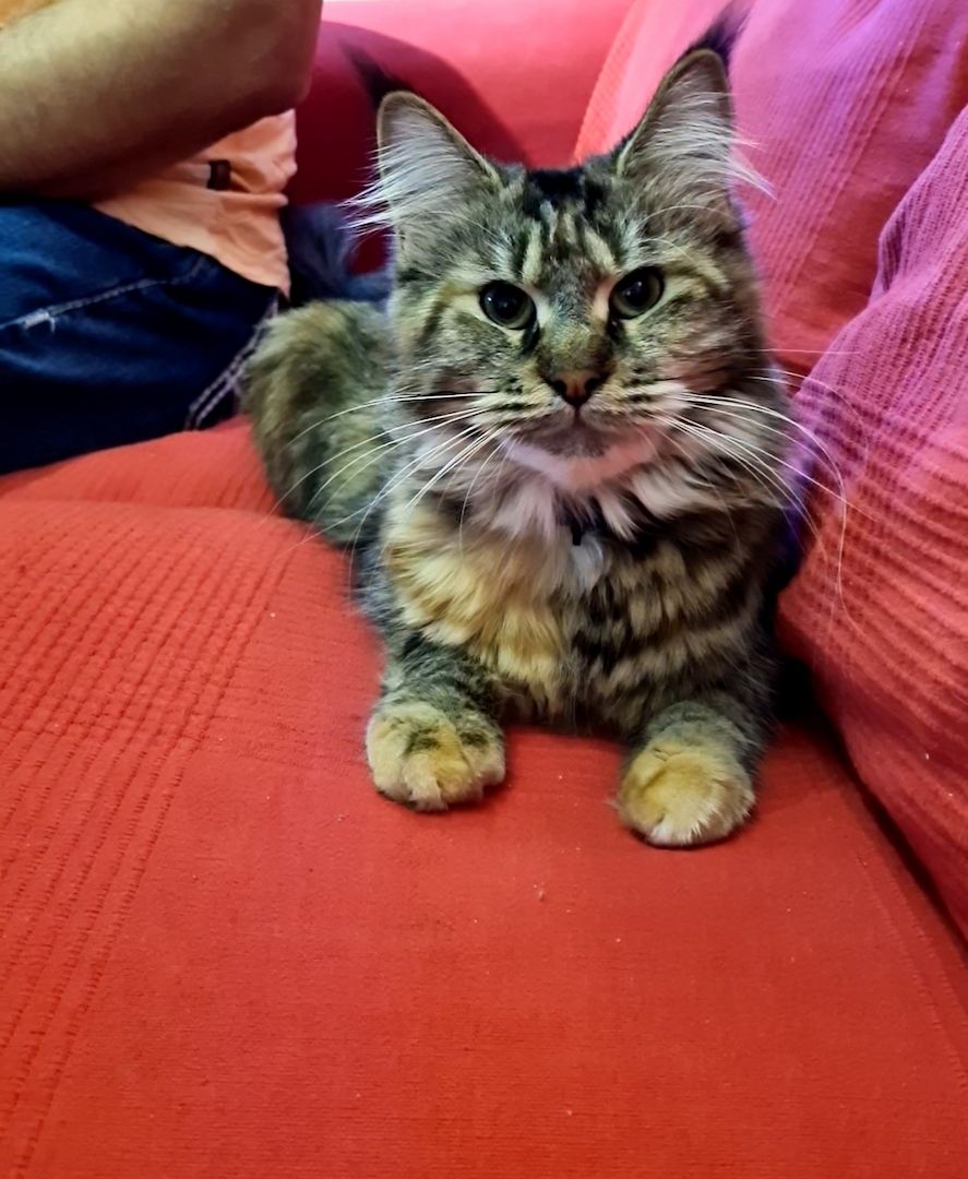 Maine Coon Maine Coon