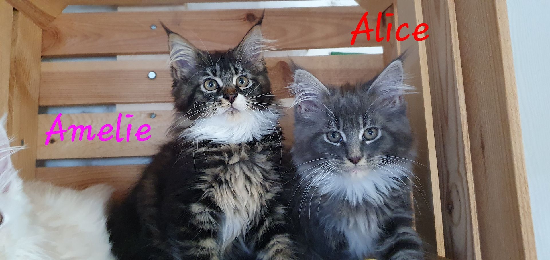 Maine Coon Maine Coon
