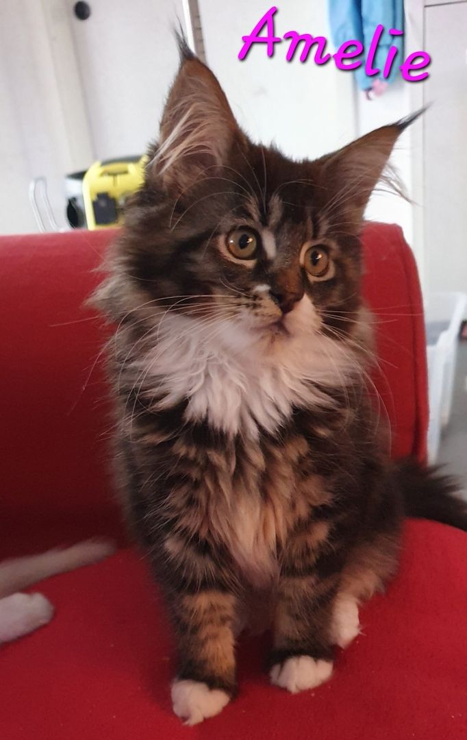 Maine Coon Maine Coon