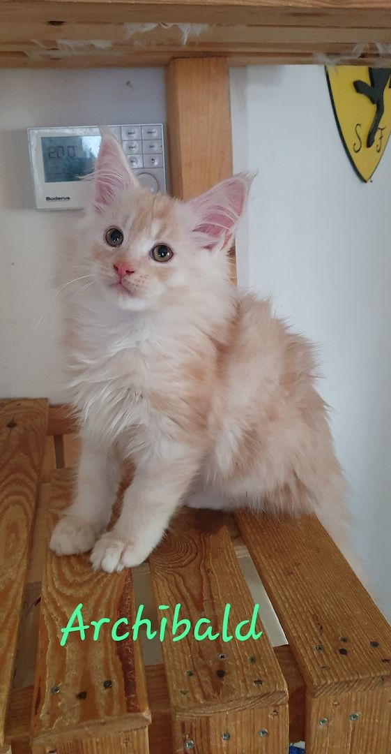Maine Coon Maine Coon