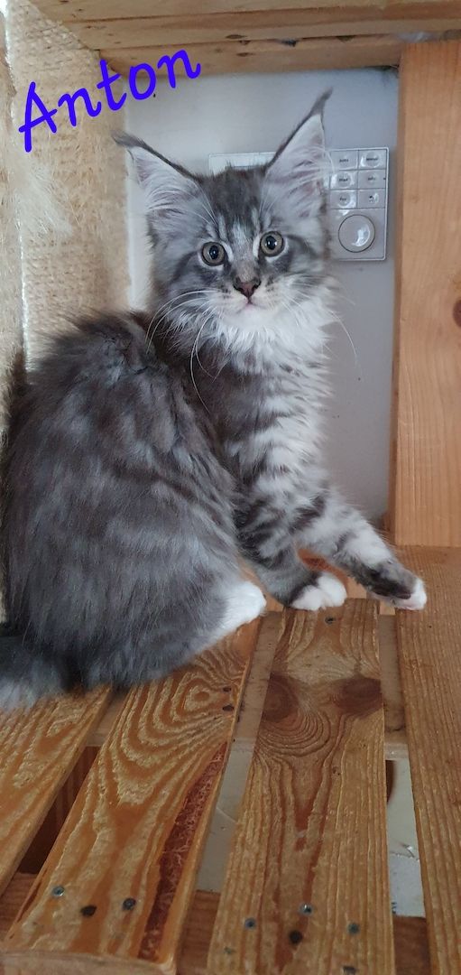 Maine Coon Maine Coon