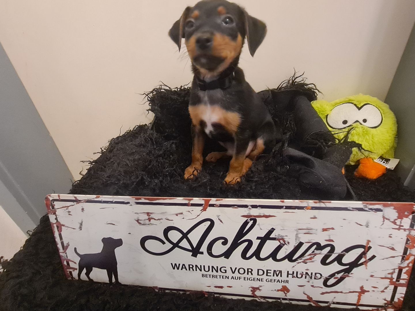 Zwergpinscher Welpen