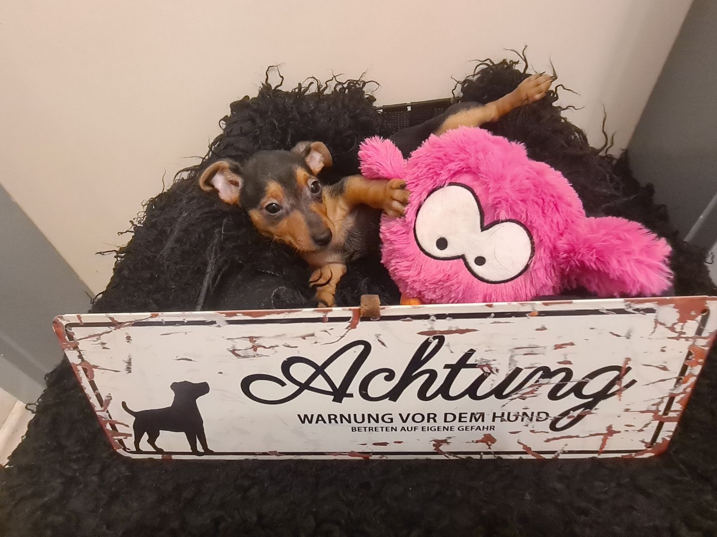 Zwergpinscher Welpen