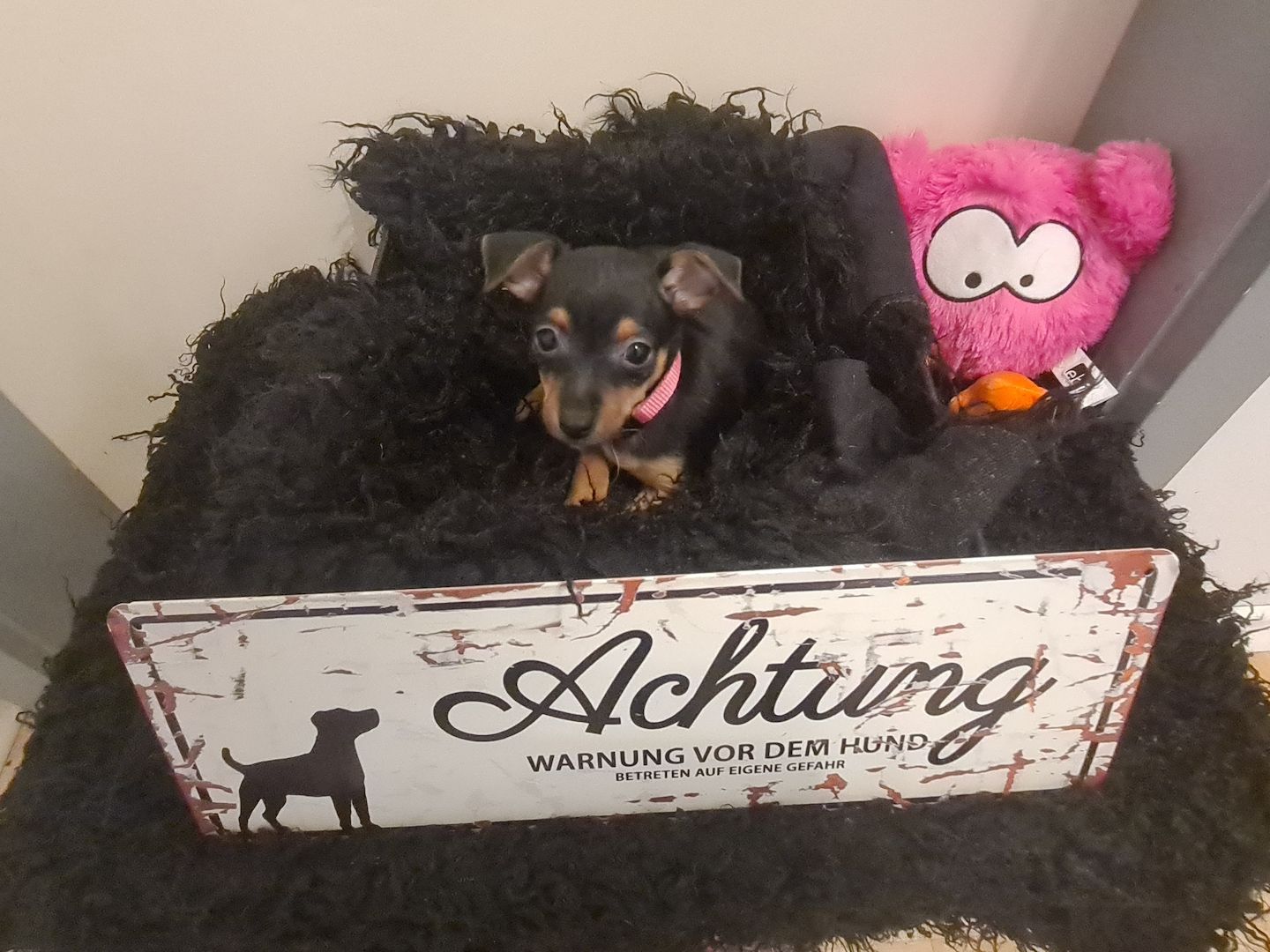 Zwergpinscher Welpen