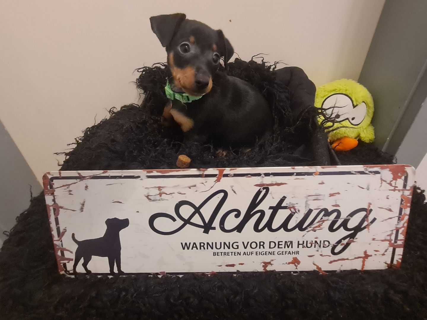 Zwergpinscher Welpen