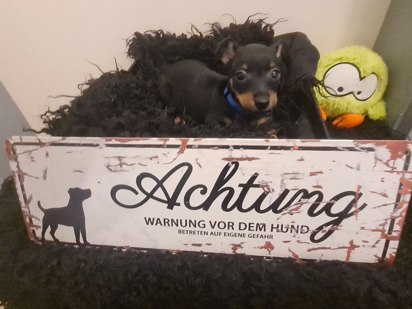 Zwergpinscher Welpen
