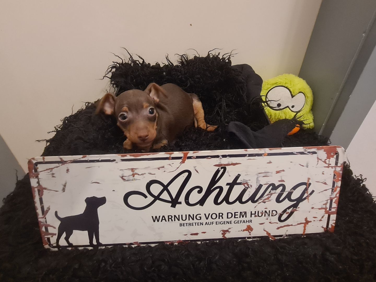 Zwergpinscher Welpen