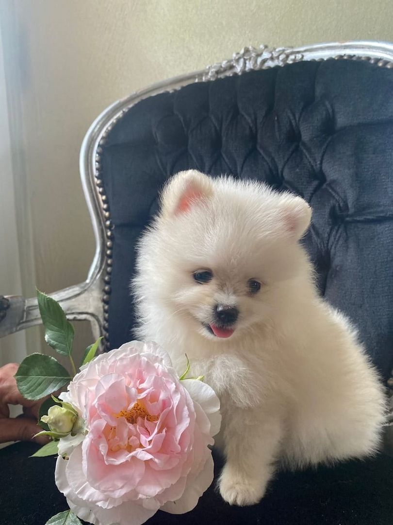 Pomeranian zwergspitz welpen