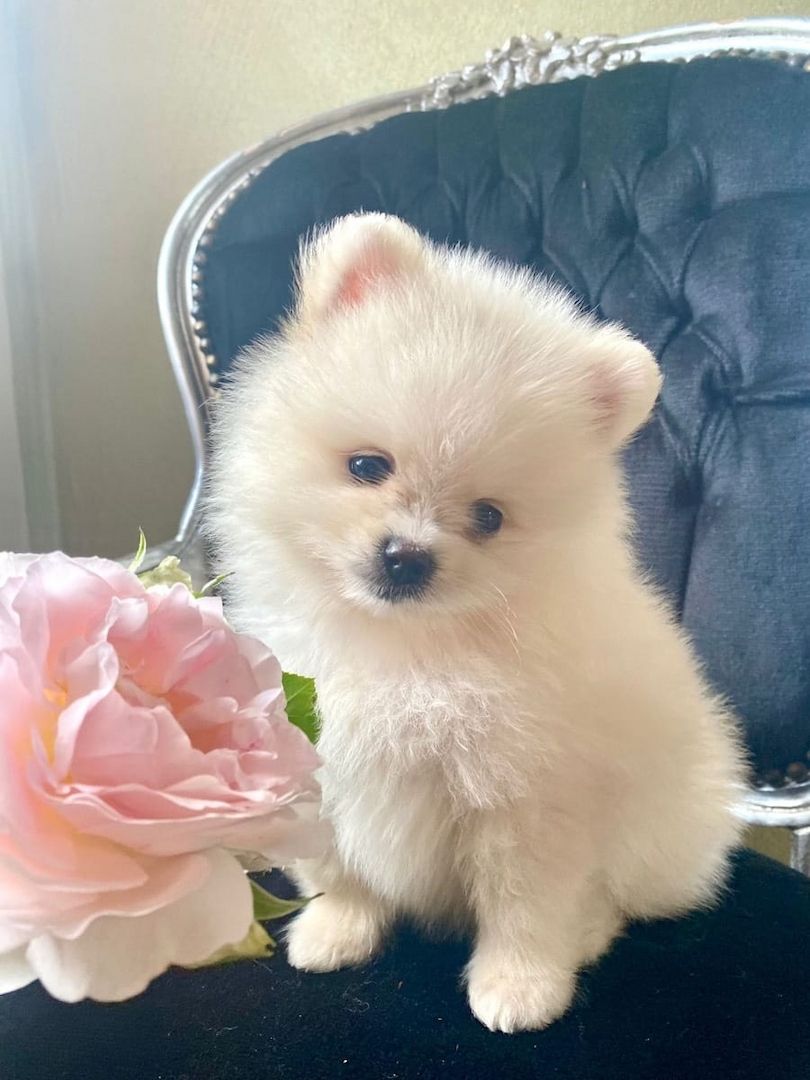 Pomeranian zwergspitz welpen