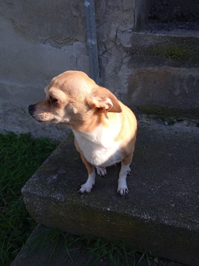 Chihuahua Hündin abzugeben