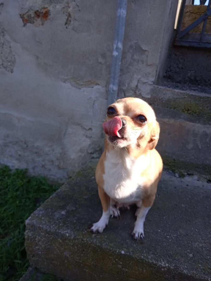 Chihuahua Hündin abzugeben