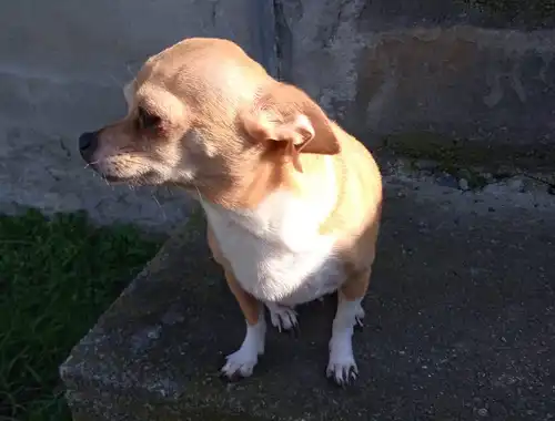 Chihuahua Hündin abzugeben