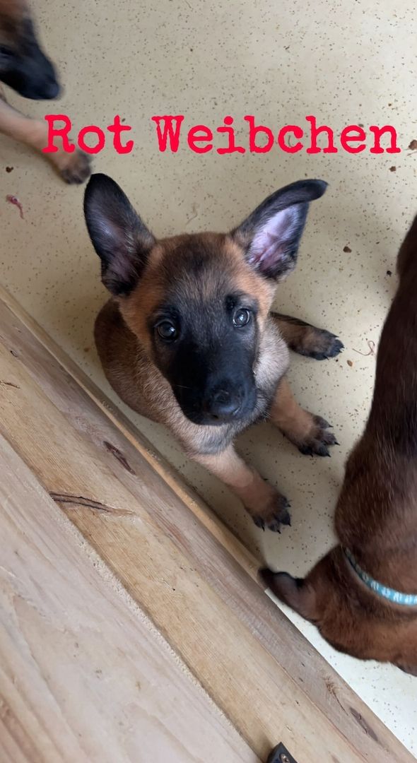 Malinois x herder Malinois x herder