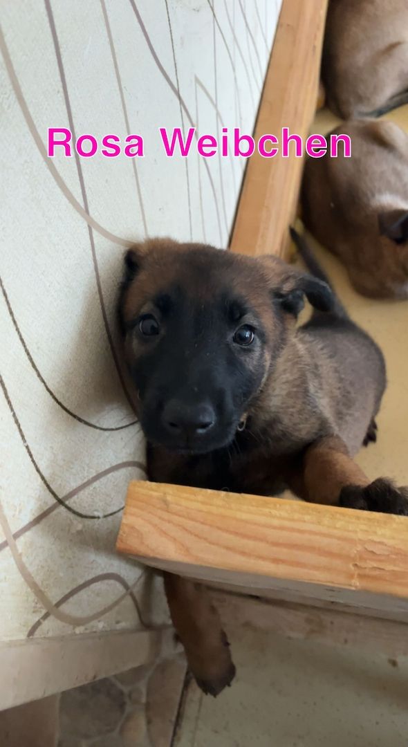 Malinois x herder Malinois x herder