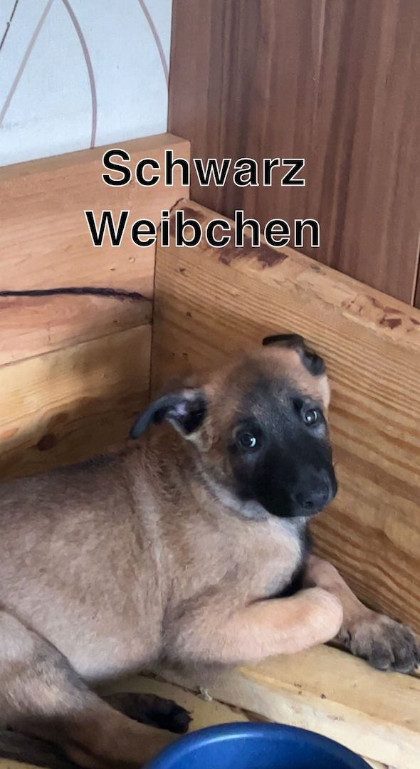 Malinois x herder Malinois x herder